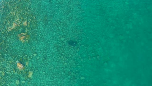 LOS FRALIES LOS CABOS BCS MEXICO-2021: A Fish Swims in Clear Shallow Turquoise Water