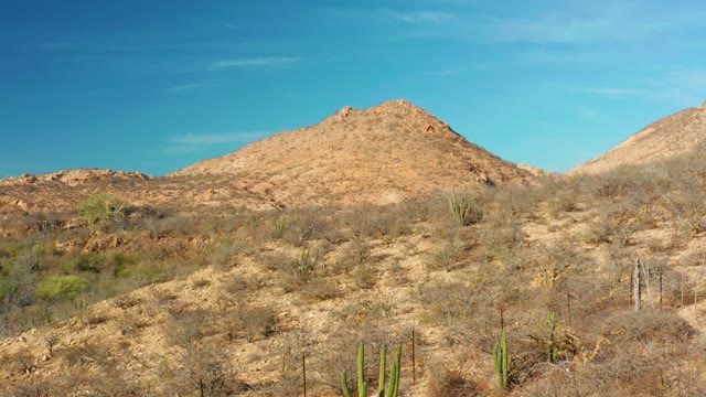 CABO PULMO BCS MEXICO-2021: Cacti and Dry Vegetation in Desert Hills