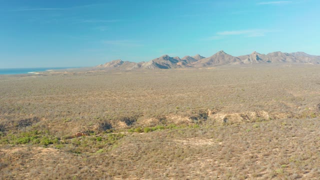 CABO PULMO BCS MEXICO-2021: Wild Animal Moving Across Arid Desert Terrain