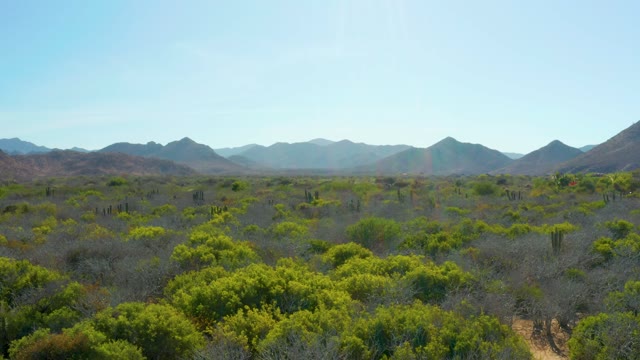 CABO PULMO BCS MEXICO-2021: Desert Vegetation and Distant Mountains