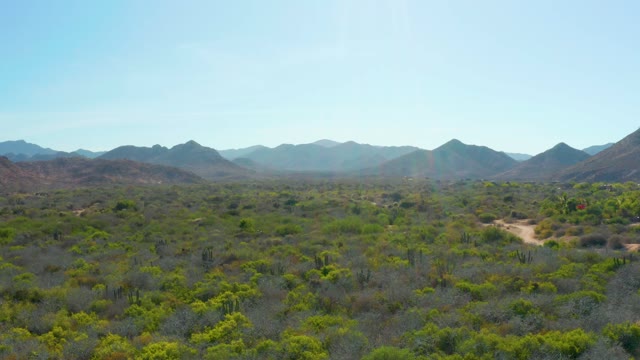 CABO PULMO BCS MEXICO-2021: Desert Landscape with Saguaro Cacti and Distant Mountains