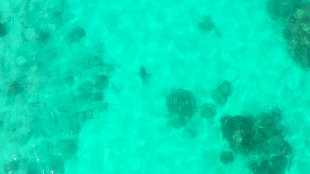 CABO PULMO BCS MEXICO-2021: Fish Swimming in Clear Turquoise Shallow Water