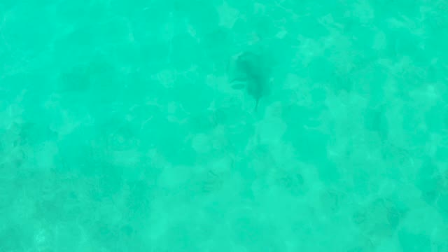 Fish Swimming in Shallow Turquoise Water over Rocky Seabed