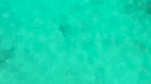 Shark Swimming in Shallow Turquoise Water