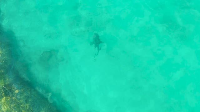 Shark Swimming in Clear Turquoise Shallow Water