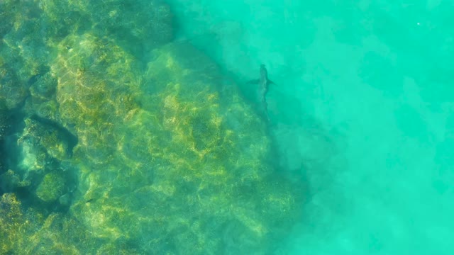 Shark Swimming Over Rocky Seabed in Clear Water