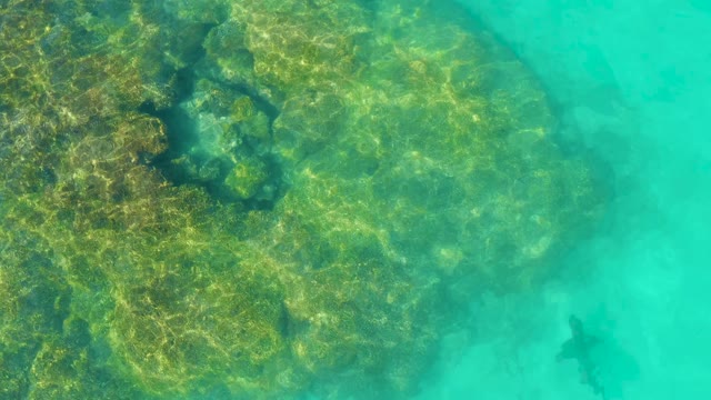 Fish Swimming Near Coral in Clear Turquoise Water