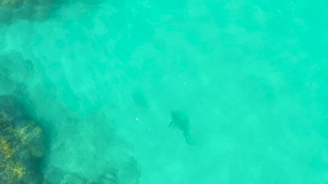 Stingrays Gliding Through Shallow Turquoise Ocean Water