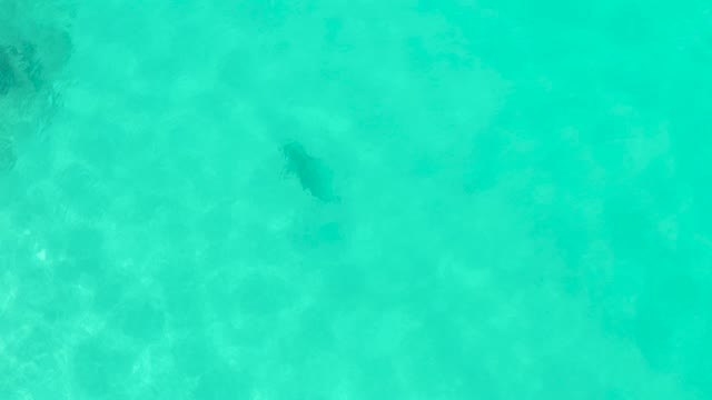 Shark Swimming in Shallow Turquoise Water From Above