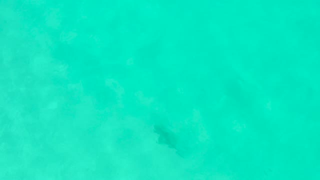 Marine Animal Swimming in Clear Turquoise Water