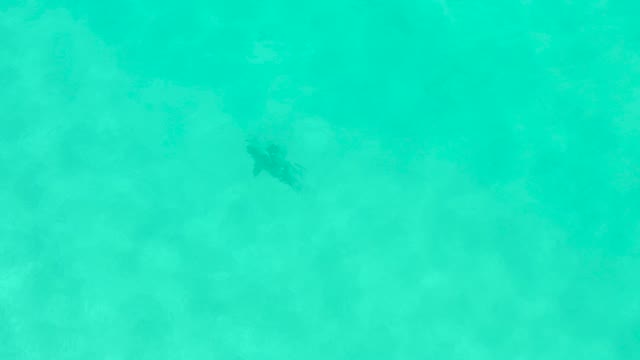 Fish Swimming Through Underwater Vegetation