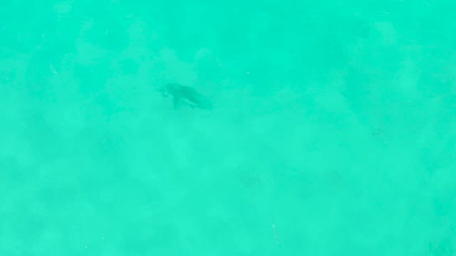 Fish Swimming in Turquoise Ocean Water