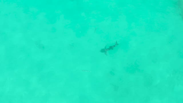Shark Swimming in Clear Turquoise Water