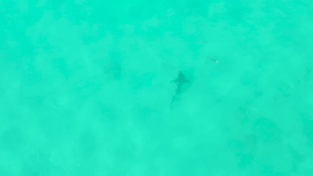 Shark Swimming in Clear Turquoise Shallow Water