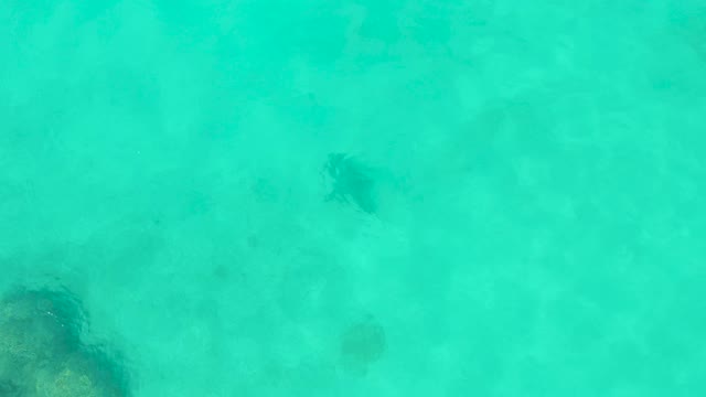 Stingrays Swimming in Shallow Turquoise Water