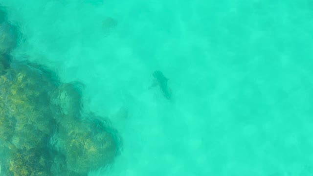 Fish Swimming near Rocky Seabed in Clear Turquoise Water