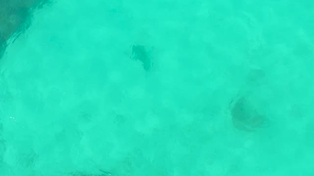 Sea Turtle Gliding in Shallow Turquoise Water