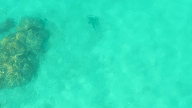 Small Fish Swimming Near Rocky Seabed in Clear Water