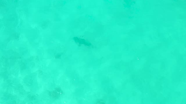 Stingray Gliding Through Shallow Turquoise Sea