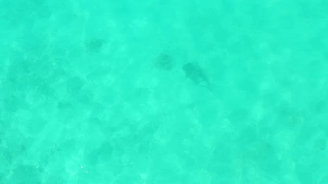 Fish Swimming in Clear Turquoise Shallow Water
