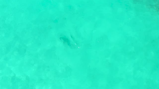A Fish Swimming in Shallow Turquoise Water