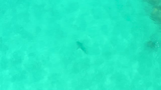 Overhead View of a Fish Swimming in Clear Turquoise Water