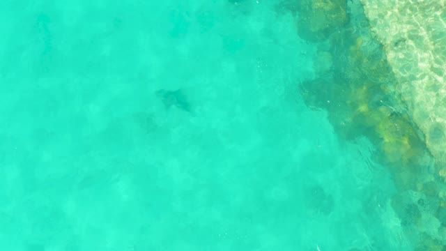 Shark Swimming in Clear Turquoise Shallow Water