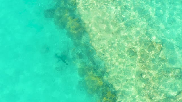 A Fish Swims Through Clear Turquoise Ocean Water