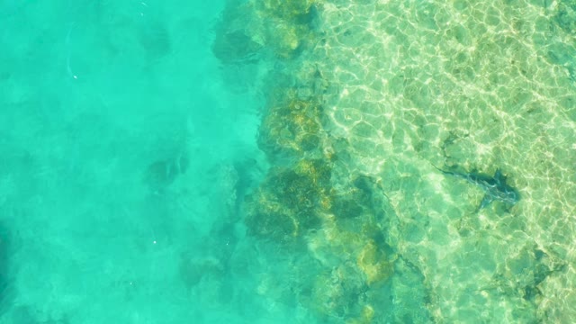 Fish Swimming in Clear Shallow Turquoise Water