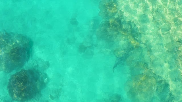 Fish Swimming in Clear Turquoise Water over Rocky Seabed