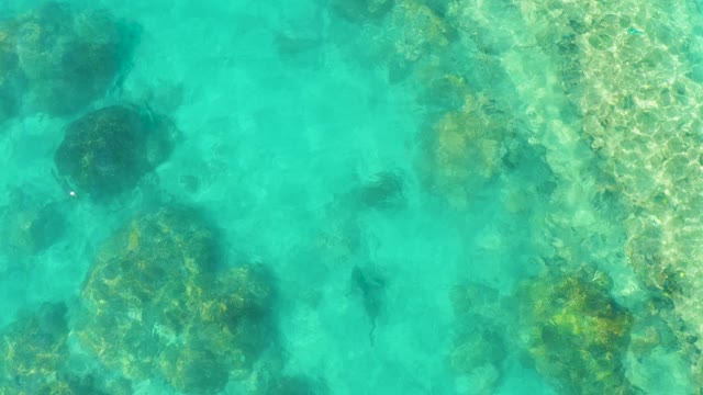 Fish Swimming in Clear Shallow Water Over Rocks