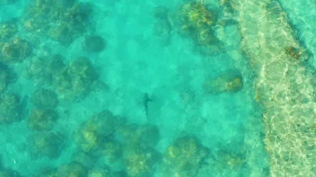 Shark Swimming in Clear Shallow Ocean Water