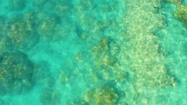 Fish Swimming over Coral Reef in Clear Turquoise Water