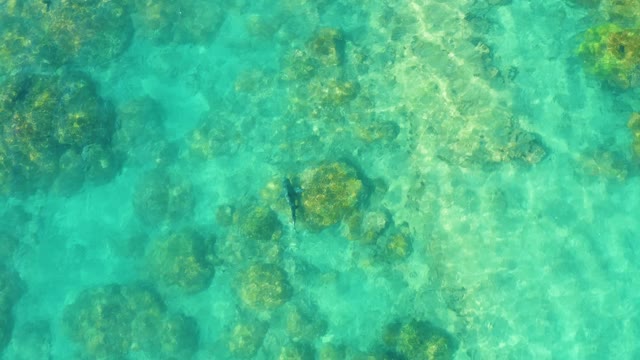 Fish Swimming in Clear Shallow Ocean Water over Coral