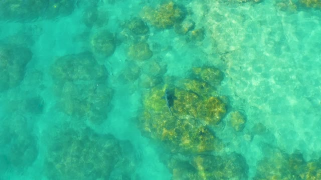 Fish Swimming over Shallow Coral Reef in Clear Water