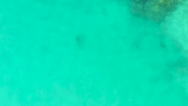 Stingray Gliding Through Shallow Turquoise Water