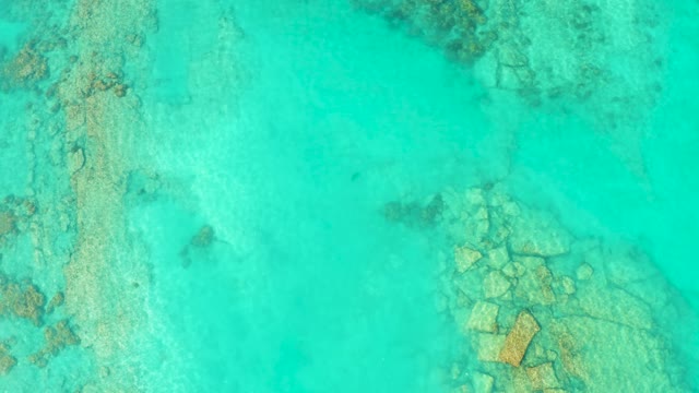 Fish Swimming in Clear Turquoise Shallow Water