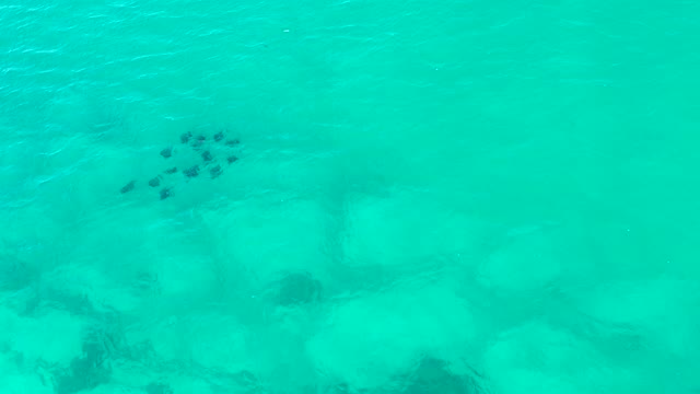 Fish School Swimming in Turquoise Shallow Water