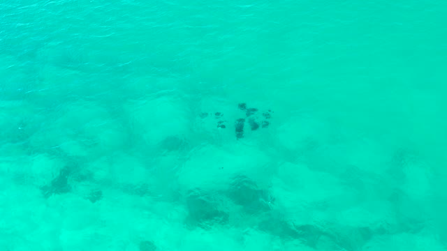 Small Fish School Moving Through Shallow Turquoise Water