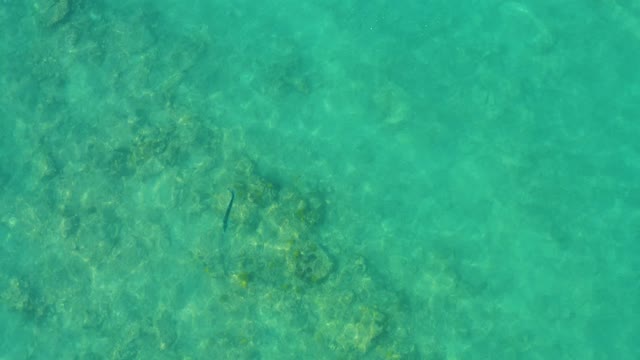 Small Fish Swimming in Clear Turquoise Shallow Water