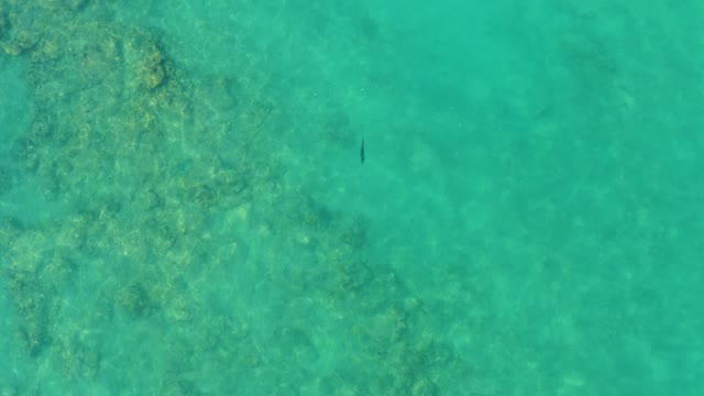 Small Fish Swimming in Clear Turquoise Water