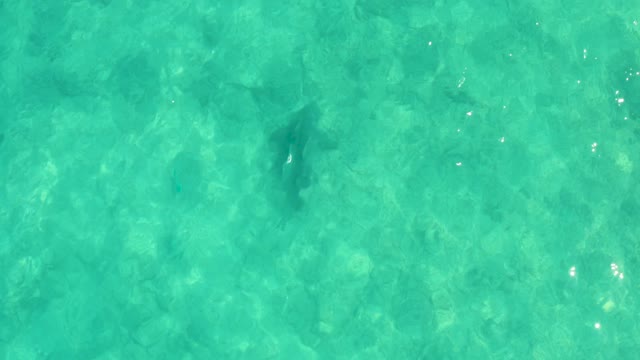 Shark Swimming in Shallow Turquoise Water