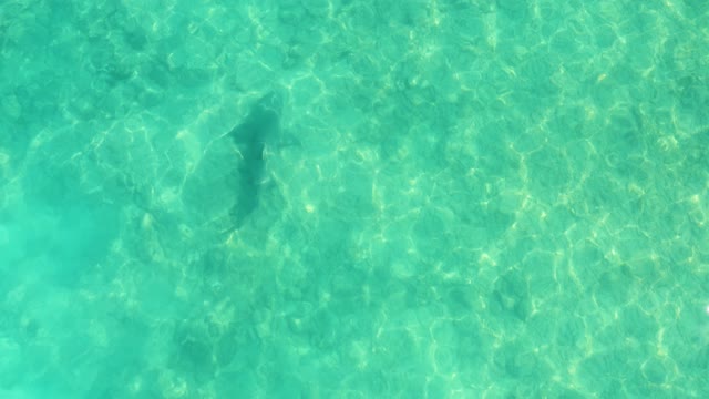Dolphin Gliding Through Shallow Turquoise Water