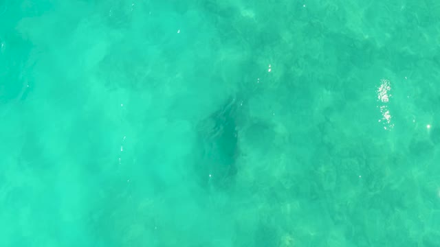 Stingray Swimming in Clear Turquoise Water