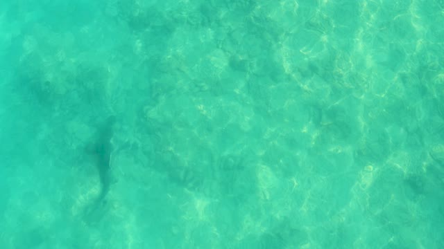 Shark Gliding Through Shallow Turquoise Ocean Water