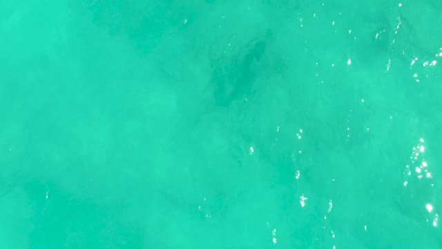 Stingray Swimming in Shallow Turquoise Water