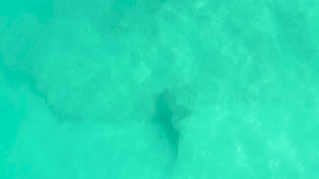 Shark Swimming in Clear Turquoise Shallow Water