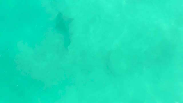 Shark Swimming in Clear Turquoise Shallow Water