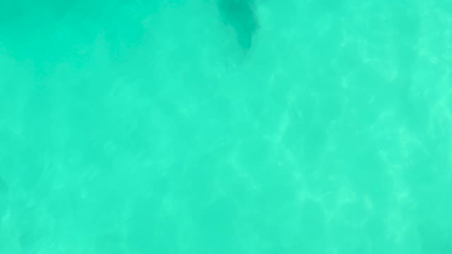 Stingray Swimming in Clear Turquoise Water