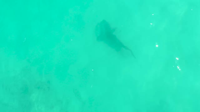 Shark Swimming in Clear Turquoise Ocean Water